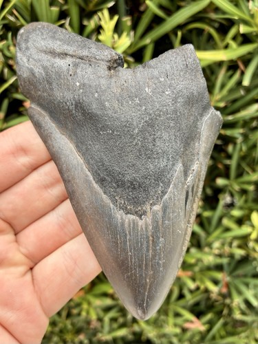 Natural megalodon tooth - natural,