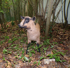 NEW Lamb Lamb Lamb Kid Baby Naturalized Taxidermy Curiosity No.23