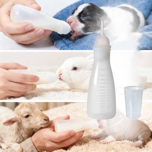 Pour chat chien - chat,
