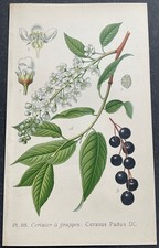 Botanique Cerisier à grappes Cerasus Padus Gravure couleur de 1893 par Masclef