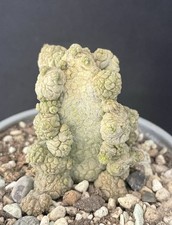 Cactus Pseudolithos