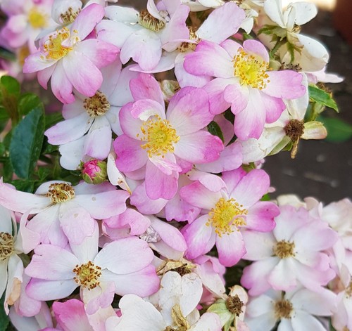 Decorosier hortis rosier - /,
