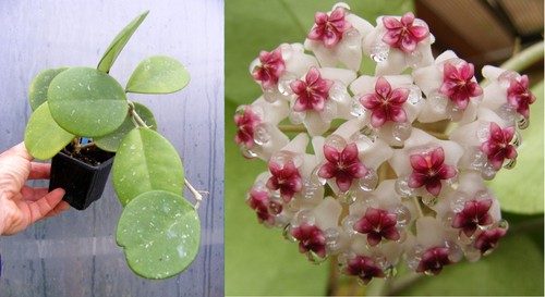 Hoya obovata,