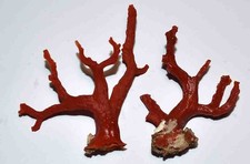  MEDITERRANEAN RED CORAL - 73 & 47mm - 24gr