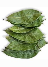 Feuilles de corossol Graviola