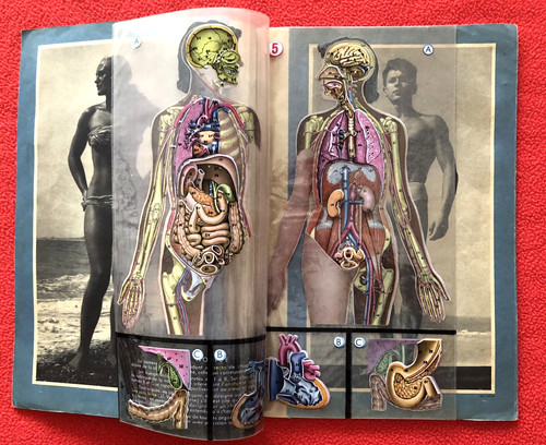 Anatomie humaine - anatomie, 8