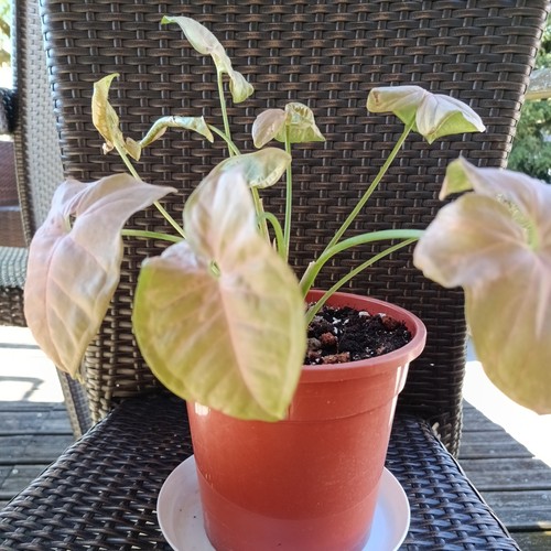 Plantes intérieur - plantes, d'intérieur