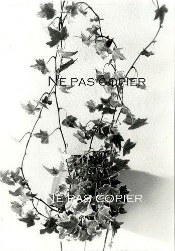 Green plant circa 1980 - plant,