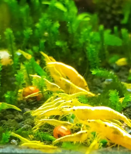 Neocaridina davidi yellow - neocaridina,