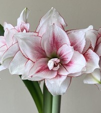 Extra Large Amaryllis ELVAS
