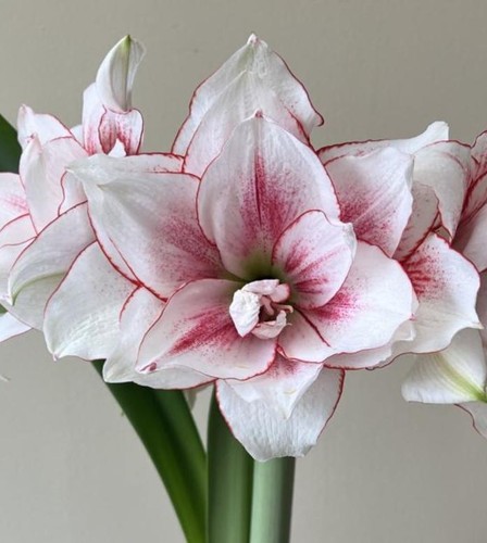 Extra large amaryllis elvas - amaryllis,