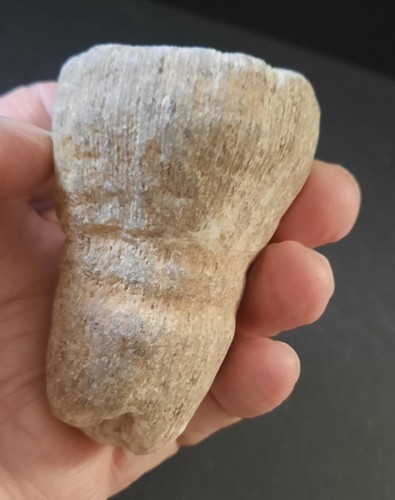 Collections fossile corail - collections,