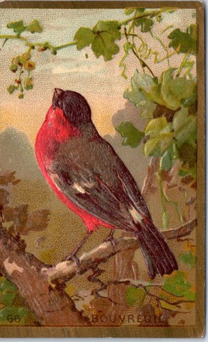 Chromo le bouvreuil - -,