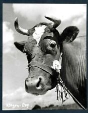 RALPH THOMAS FILM APPOIMENT WITH VENUS´S BOBINE STAR 1951 COMEDY Photo Y 198