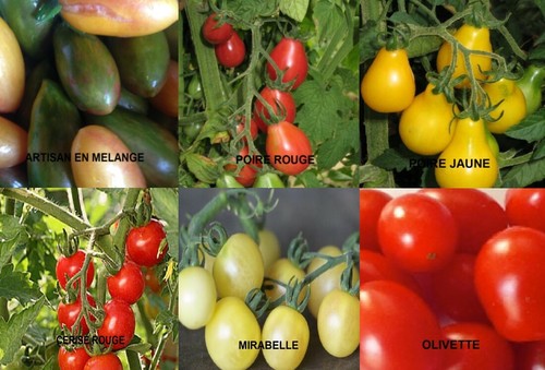 Graines tomates cerises - tomates,
