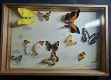 Entomology Taxidermy Genuine Butterfly Pieridae Nymphalidea Frame Under Glass