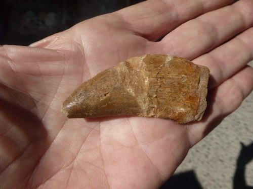 Dent fossilisee - dent,