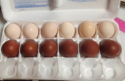 Mixed dozen hatching eggs - hatching, –