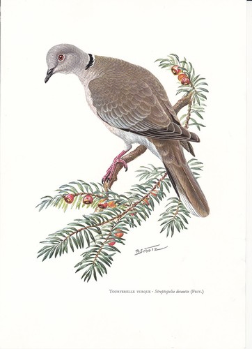 Planche 166 histoire naturelle - 166,