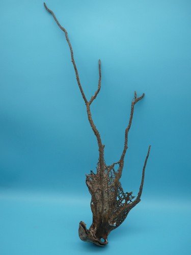 Sea fan coral corail - fan, séché