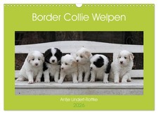 Chiots border collie