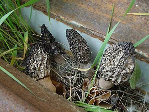 Black morel mushroom spores - black,