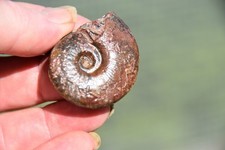 ammonite Cymaclymenia subvexa  devonien sup, province de Tinghir Maroc