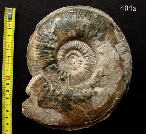 Lot ammonites du toarcien - lot, 2
