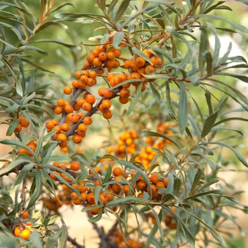 Hippophae rhamnoides eva - hippophae,