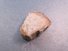 Madagascar Petrified Wood