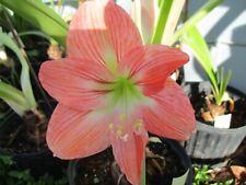 15 Amaryllis seed Southern Star dried, refrigerated Hippeastrum ready to send
