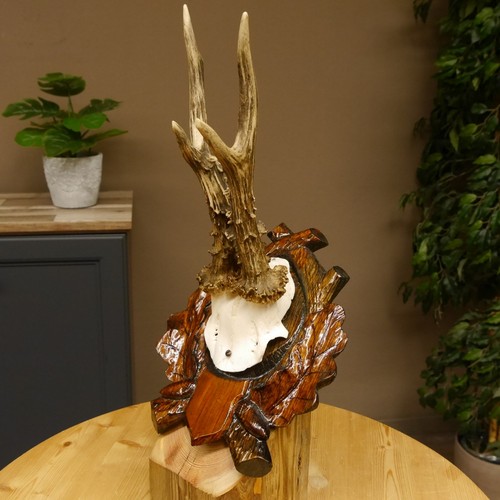 Bois cerf anormal hl - de,