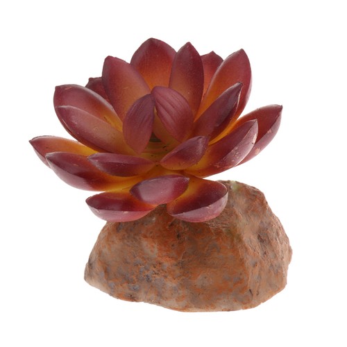Succulente avec base - succulente,
