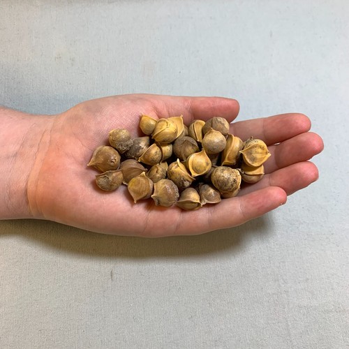 Ail éléphant 50 cormes - éléphant,