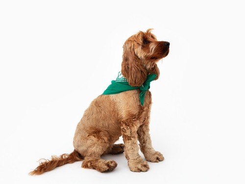 Perrotin dog bandana - perrotin,
