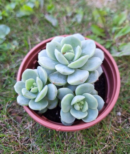 Sedeveria pudgy rare - 'pudgy',