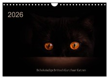 Chats British Shorthair