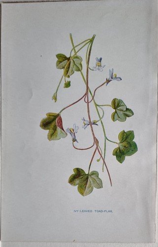 C1900 botanique fleur - c1900,