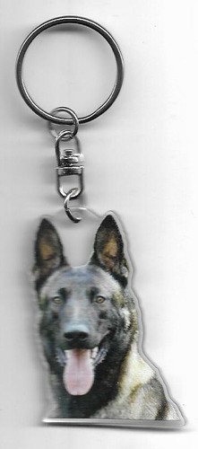 Berger malinois chien - berger,