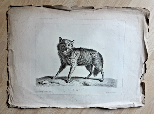 Gravure animaux loup - animaux, le