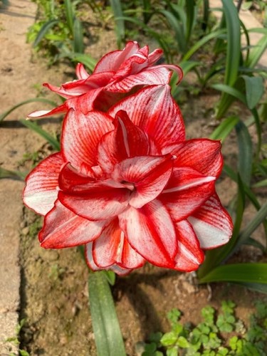 Imported amaryllis lily - lily, red