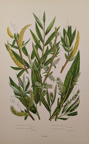 Antique 1850s chromolithograph - antique,