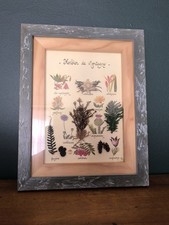 Tableau Ancien Herbier De