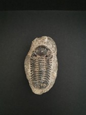 Beau fossile de trilobite -