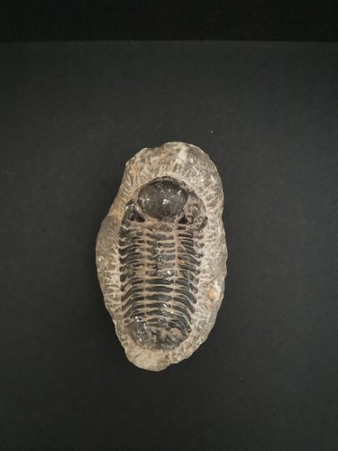 Beau fossile trilobite - fossile,
