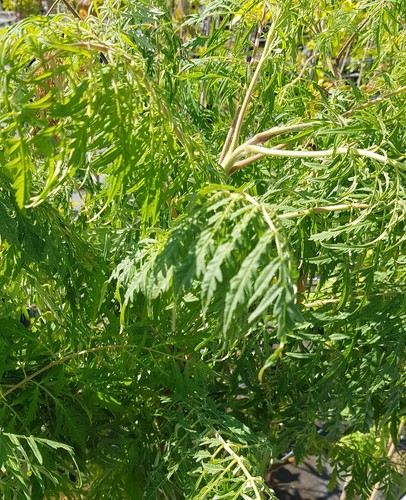 Rhus typhina laciniata - rhus, /