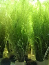 MAYACA VENDELLII FLUVIATILIS -