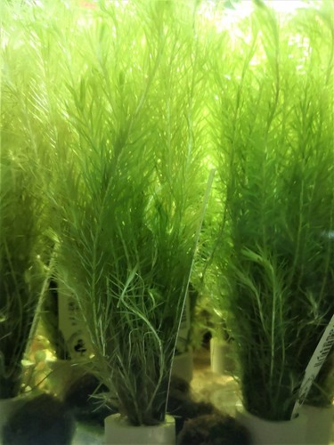Mayaca vendellii fluviatilis - vendellii,
