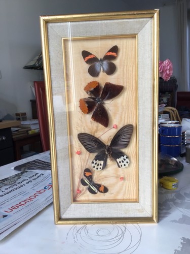 Ancien cadre dore papillon - ancien,
