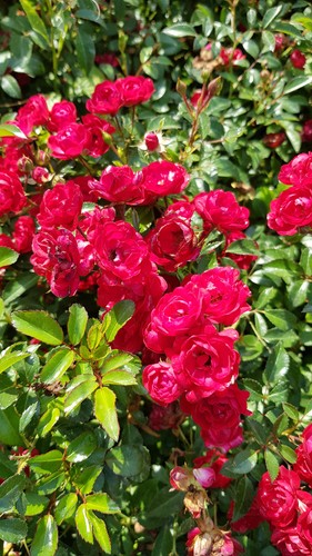 Rosa the fairy - 'the, /